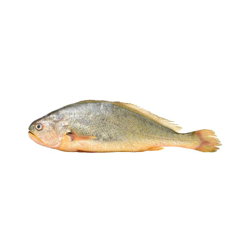Corvina