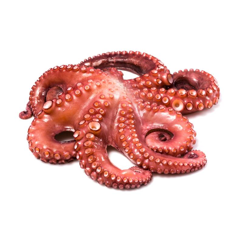 Pulpo